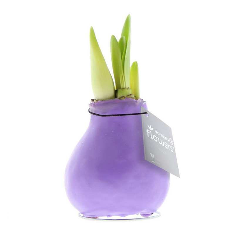 Amaryllis bulb in gift box - Image 23